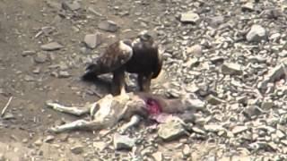 RHM Golden Eagles Hunting Dying Bighorn Lambs @ Yakima, Wa