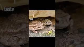 toad off  : unknown #voiceover #toads #funny #shorts