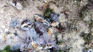 Sea shells are fighting under Beach water | Visakhapatnam Beach | City of Destiny | | East Coast