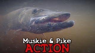 Musky and Pike Fishing - Northwoods of Wisconsin