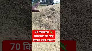 70 किलो की छिपकली  #shortvideos #viralvideo  #youtubeviralvideo