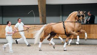 Gelders stallion show in Ermelo NL on April 6, 2024- compilation video