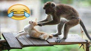 شاهد مضحك جدا جدا القرد سكرانة تعمل مشاكل القطط  | MONKEYS Vs CATS | Funny Videos