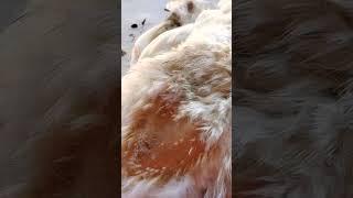 Как определить время забоя утокСпрашивали-отвечаю. Уткам 72 дня