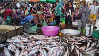 Cambodian Fish Market in Early Morning - Amazing Site Distribute Fish, Dry Fish, Seafood & More