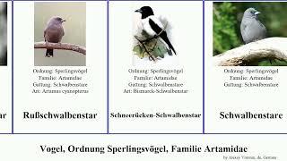 Vogel, Ordnung Sperlingsvögel, Familie Artamidae bird Passeriformes Riesenschwalbenstar Satya Yuga