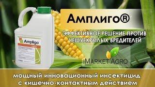 Амплиго инсектицид 5 литров  Syngenta  (Швейцария)