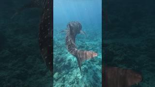 Whale shark watching #shark #shorts #tiktok