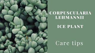 || CORPUSCULARIA LEHMANNI ( ICE PLANT ) CARE TIPS ||