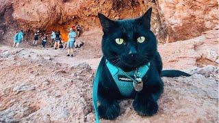 How Did This Cat Hike Around The World? | Pets Town