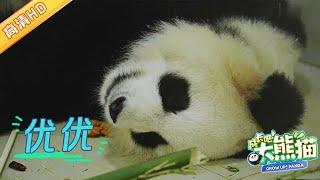 GrowUp! Panda | 高龄熊猫优优产前绝食, 让饲养员忧心忡忡 #成长吧大熊猫