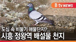 [시흥]도심 속 비둘기 애물단지...시흥 정왕역 배설물 천지