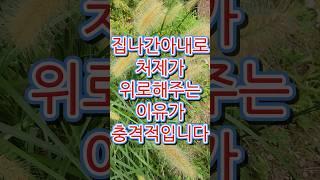 집나간 아내대신 처제가 위로해주는 이유가 충격적입니다