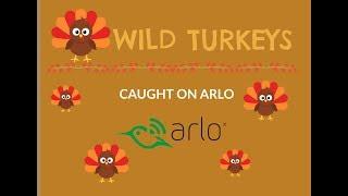 Caught On Arlo Cameras #CaughtOnArlo #WildTurkeys #Arlo #ArloCamera #WirelessCamera