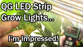 QG LED Grow Lights Review w/Grow Results (Soybean - Edamame)