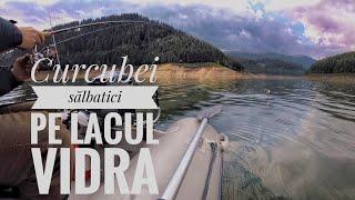 Pastravi salbatici pe lacul Vidra ( Wild trout in Vidra Lake )