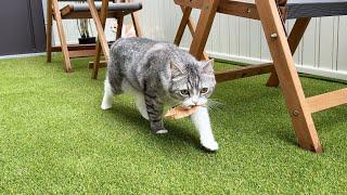 飼い主に落ち葉をプレゼントしたくて持ってきてくれた猫がかわいすぎました笑