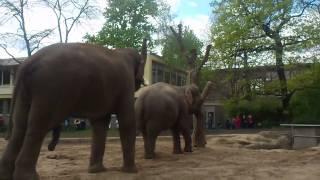 Asiatische Elefanten im Berliner Zoo pflanzen sich fort