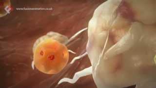 Fusion Medical Animation Showreel 2013