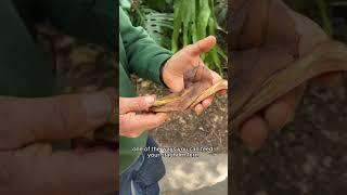 Feeding Our Staghorn Fern