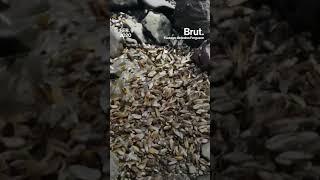 Thousands of dead mussels found in New Zealand by Brut.nature