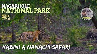 Forest Safari in Kabini and Nanachi Gates | Nagarhole National Park English | Karnataka