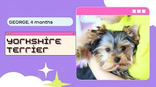 Перший грумінг  Жорика. Йорк 4 місяці — суцільна халепа!  First Grooming for Little Yorkie!