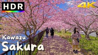 4K HDR Japan Cherry Blossoms - Kawazu Sakura