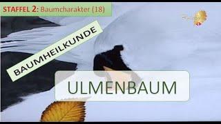 Der ULMENBAUM in der Baumheilkunde - Doris Richter