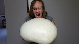 Giant Edible Puffball Mushroom - October, 2016