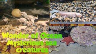 Mysterious sea animals..sea creatures....ever seen! Sea Lizard | Sea Frog | wonder of ocean | Joel