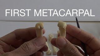 FIRST METACARPAL