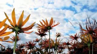 Stop And Hold the Sky-Paul Larson Original