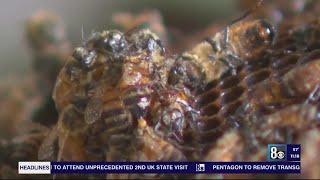 Warmer temperatures bring earlier bee season in Las Vegas