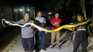 CATCHING THE GIANT GOLDEN KING COBRA | SNAKE | KING COBRA | ADVENTURE MANDA