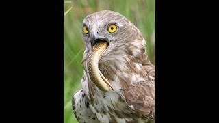 Peregrine Falcon's Dizzying Dives at 240 mph #falcon