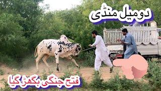 Domail mandi latest update ll tahli adda mandi ll angry bull Taxila mandi ll Jamil tv ll