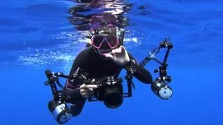 Ocean Ramsey Freediving with Sharks