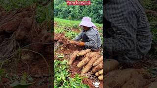 Yam planting harvest, quick excavation, pink glutinous crisp sweet。  山藥種植大豐收，快速挖掘，粉紅糯脆甜，好吃到停不下來