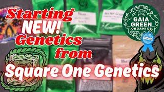 A BEGINNERS GUIDE TO STARTING SEEDS!  |  PHOTOPERIOD  |  SQUARE ONE GENETICS