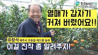 [한국농수산TV] 열매가 갑자기 커져 버렸어요!! 진작 좀 알려주지!!!  제주 레드향 해거리가 예방 된다?? (** 아쿠도 신규 거래처 모집 중 **   아래 참조)