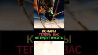 КОМАРЫ САМИ УЛЕТЯТ ИЗ ОГОРОДА народное средство от комаров #комары #дача #насекомые #огород
