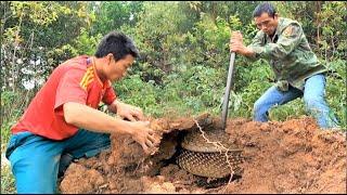 Close-up of two brave hunters capturing a group of giant king cobras nesting on the forest road.