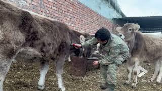 Man gets unexpected attention from cow || Viral Video UK