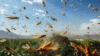 How Locusts Evolved to Swarm