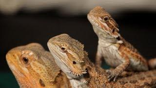 8 Care Tips for Bearded Dragons | Pet Reptiles