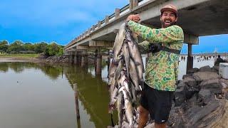 BRIDGE CATFISH SMACKDOWN in the DRAINING LAKE! -- Harvesting Everything Before It's TOO LATE!