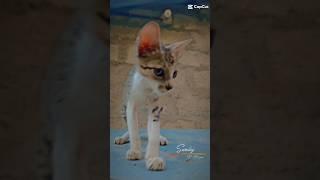 cat is looking you #shortvideo #short #cuteanimal #animalove #tiktok #trendingshorts #funnycats