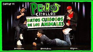 PERROS CRIOLLOS - DATOS CURIOSOS DE LOS ANIMALES, CAP. 11