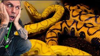 BREEDING OUR RAINBOW BOAS!!! | BRIAN BARCZYK